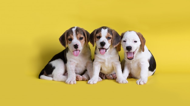 Free Photo dog,cute of group of beagle puppy sitting and panting