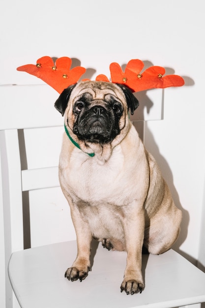 Free photo dog dressed as reindeer