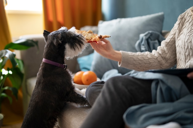 Free Photo dog eating pizza