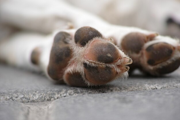 Dog feet in the street