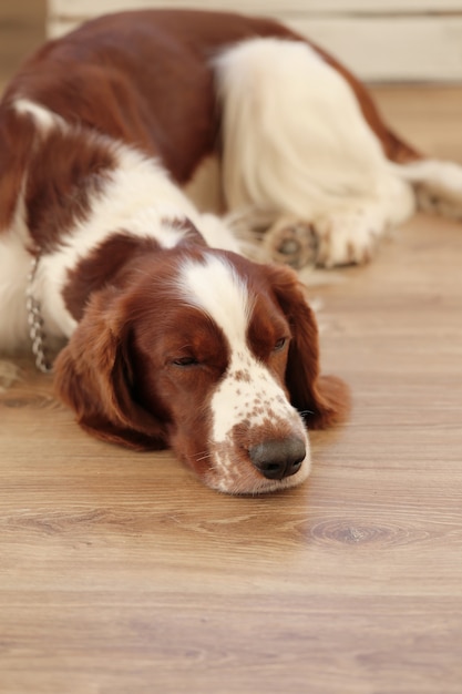 Free Photo dog on the floor