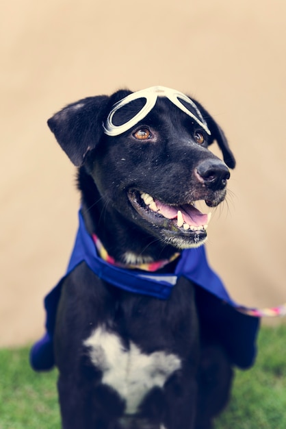 Free photo dog friend cute canine smiling