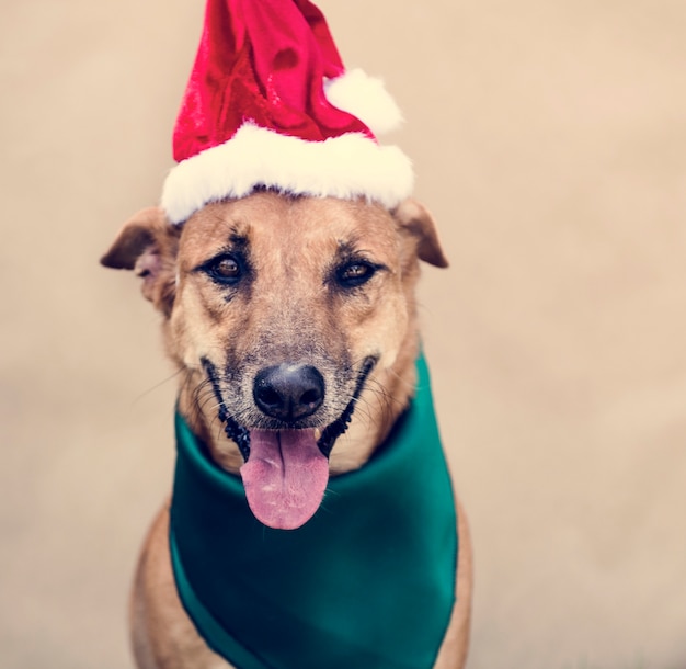 Free photo dog friend cute canine smiling