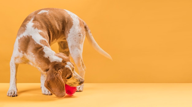 Free Photo dog grabbing a rubber ball with copy space