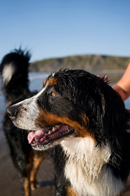 Dog having fun at the beach