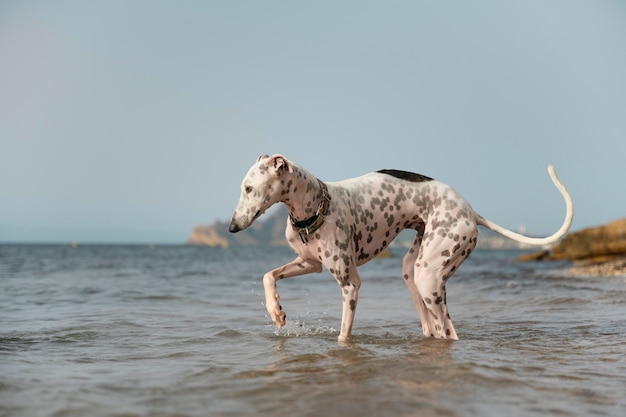 Free photo dog having fun at the beach