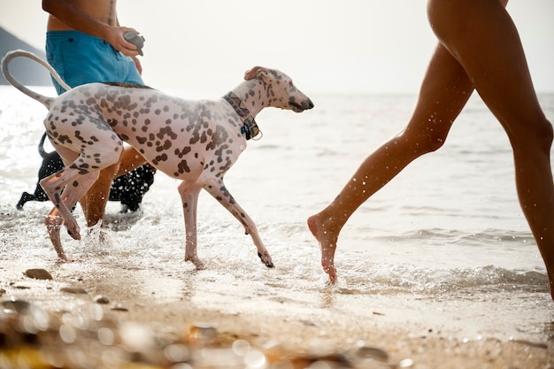 Dog having fun at the beach