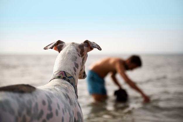 Free photo dog having fun at the beach