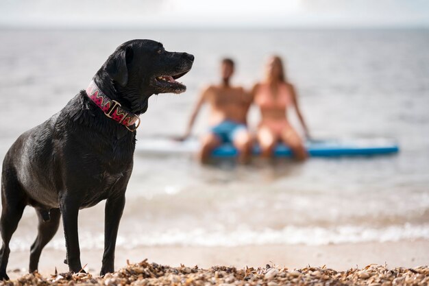 Dog having fun at the beach