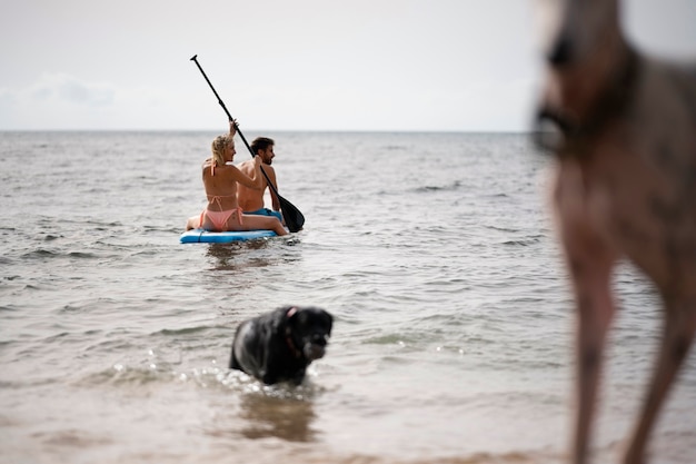 Free photo dog having fun at the beach