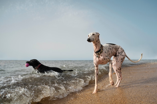 Dog having fun at the beach