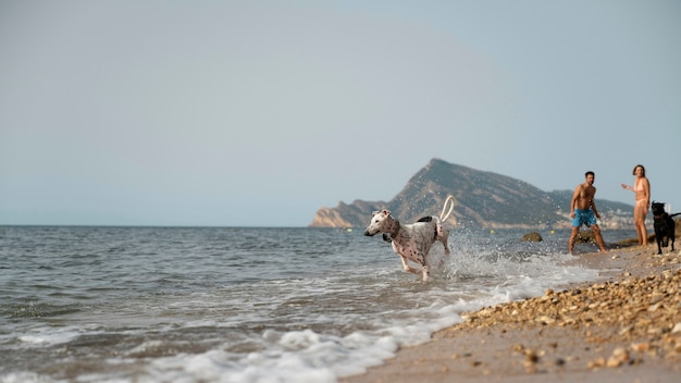 Dog having fun at the beach