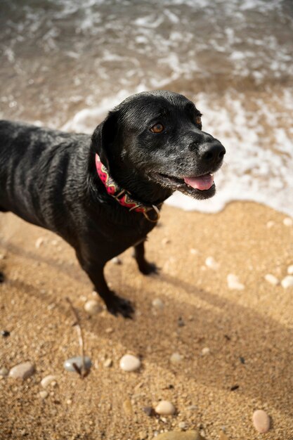 Dog having fun at the beach