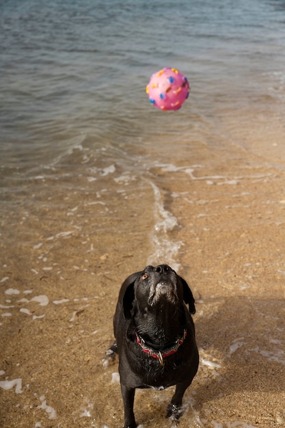 Dog having fun at the beach