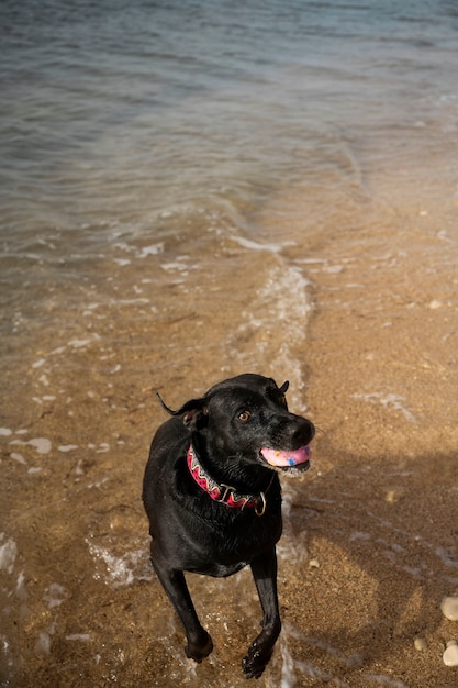 Dog having fun at the beach