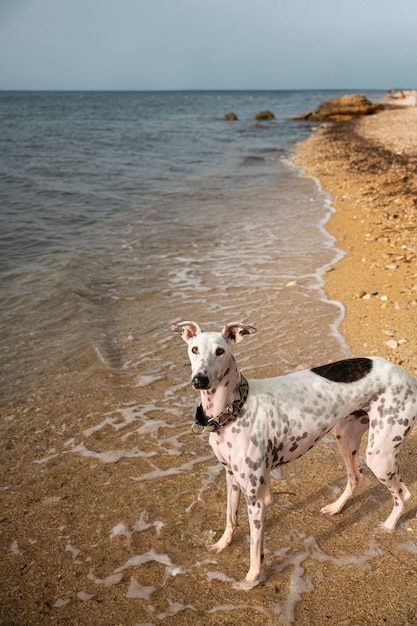 Dog having fun at the beach