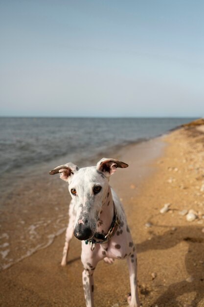 Dog having fun at the beach