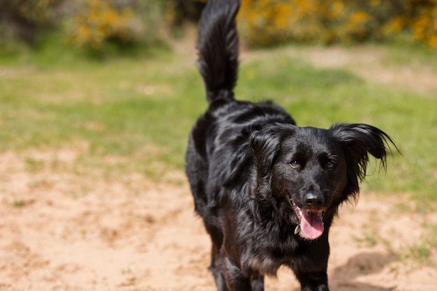 Dog having fun in nature