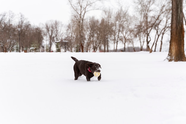 Free Photo dog having fun in the snow with family