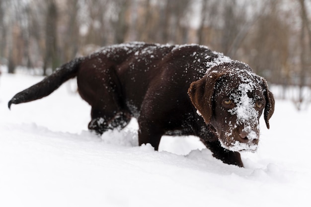 Free Photo dog having fun in the snow with family