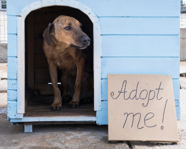 Free Photo dog in house with adopt me sign outside