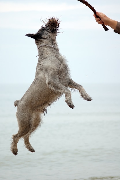 Free photo dog jumping