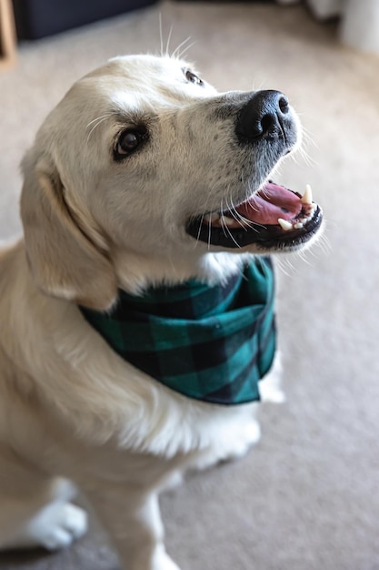 Dog labrador closeup in the interior of the house