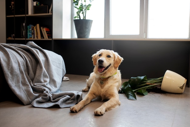 Dog laying on floor after making a mess