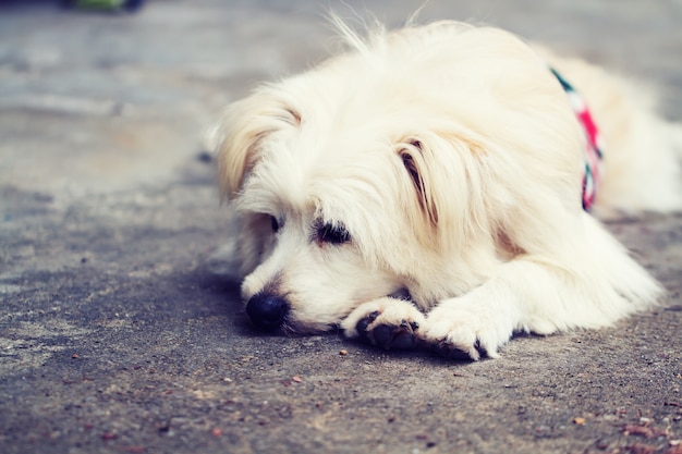 Free Photo dog lonely alone