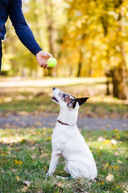 Free photo dog looking at ball in park