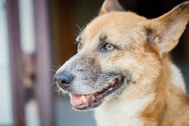 Dog looking forward