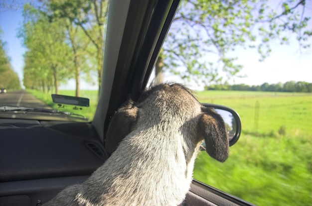 Free Photo dog looking through the car window