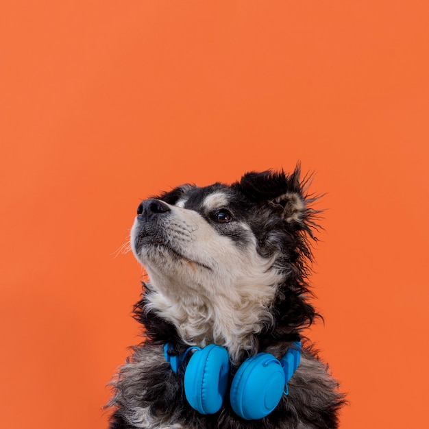 Dog looking up with headphones on neck