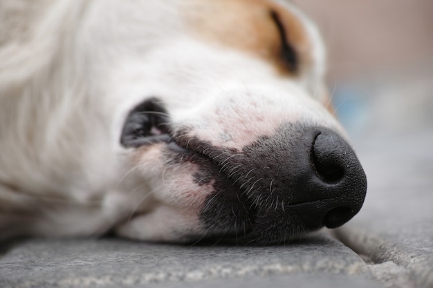 Dog lying on the floor