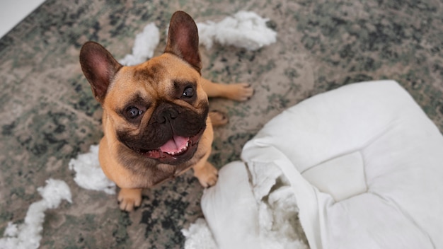 Free Photo dog making mess on floor high angle