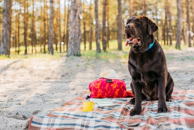 Dog on picnic cloth in nature