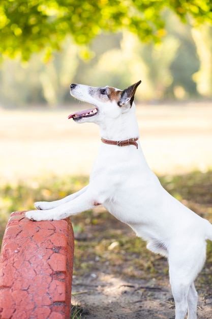 Dog playing outside in park