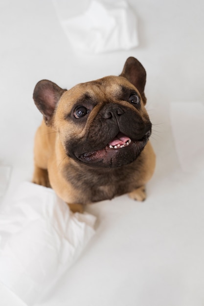 Free photo dog playing with toilet paper high angle