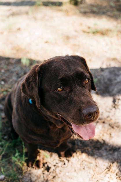 Free Photo dog relaxing in the nature