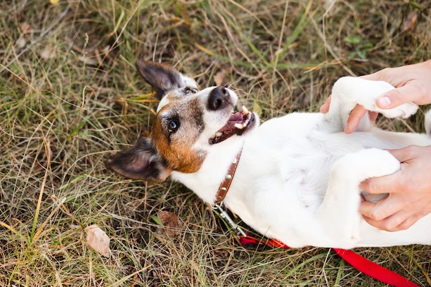 Free Photo dog rolling over in park with leash