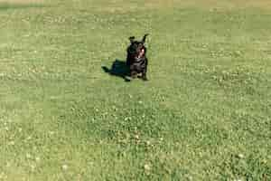 Free photo dog running on green grass