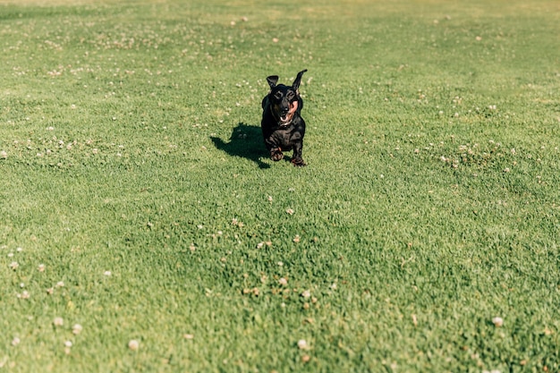 Free Photo dog running on green grass