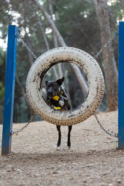 Free photo dog running through tire during a training session