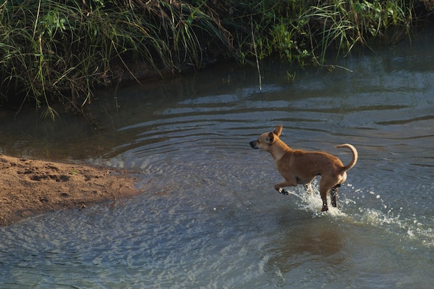 Free photo dog running through water onto dry land