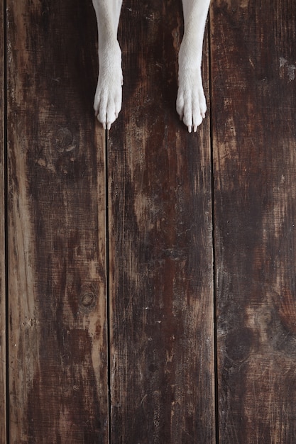 Free Photo dog's paws on old vintage brushed wooden table, top view.