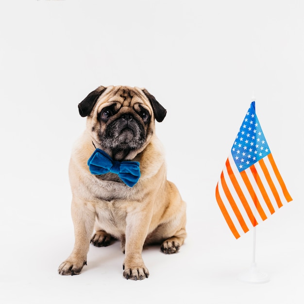 Free Photo dog sitting on floor on independence day