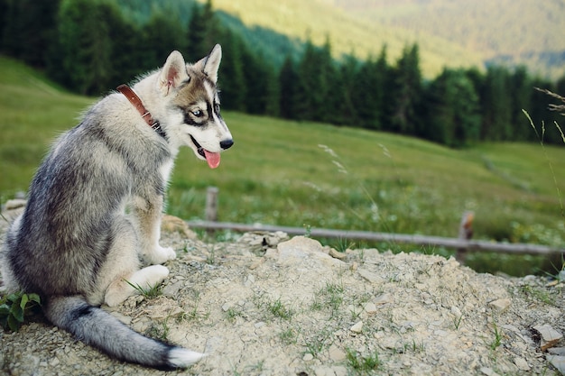 Dog sitting on the hill on the background of beautiful mountain landscape