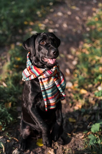 Dog sitting in park wearing colorful scarf