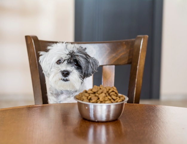 Dog sitting on a wooden chair