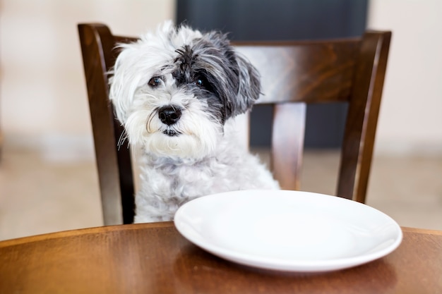 Free Photo dog sitting on a wooden chair